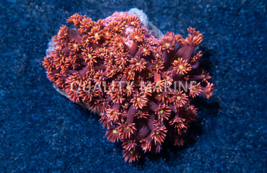 Flower Pot, Red/Pink w/ Green Center :: 23322