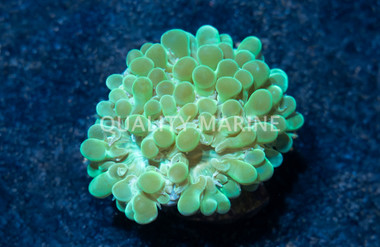 Bubble, Green Pearl :: 60416