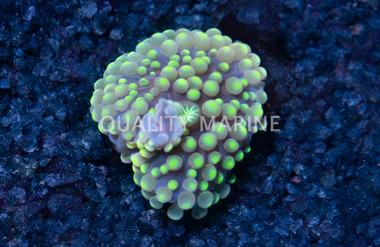 Ricordea, Yellow :: 55566