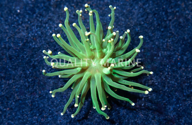 Torch, Green w/Multiple Tips :: 30809