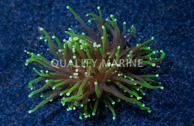 Torch, Dark/Green Gradient :: 51962