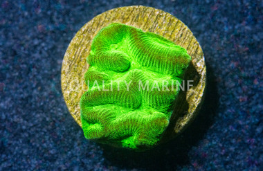 Maze, Neon Green :: 99536