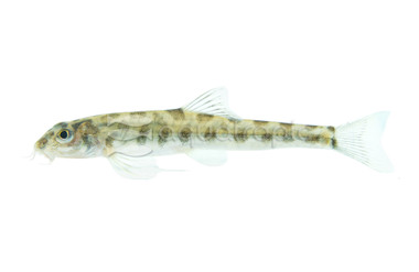 Ringed Creek Loach :: 89454