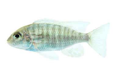 Lethrinops Gold 'Harbour Island' :: 14388