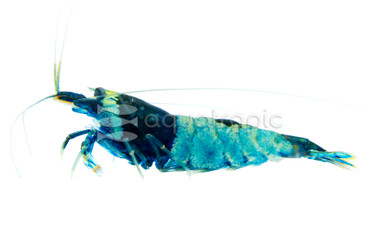 Blue Panda Shrimp :: 20056