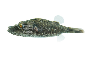 Arrowhead Pufferfish :: 74811