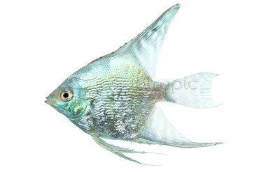 Blue Platinum Black Panda :: 79933