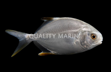 Snubnose Pompano :: 22015