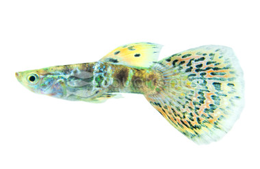 Green Tiger Guppy, Male :: 42789