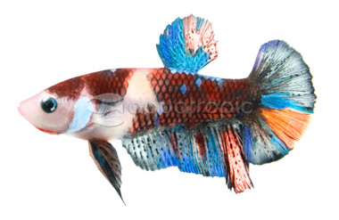 Halfmoon Galaxy Red Koi, Male :: 53522