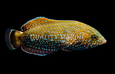 Black & Yellow Tail Tamarin Wrasse :: 33725