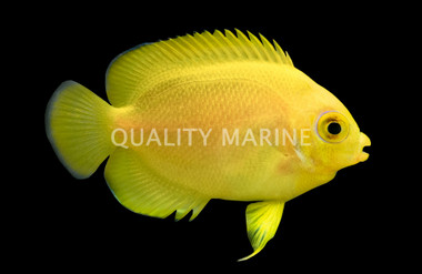 Lemon Peel Angelfish, QM Labs :: 16141