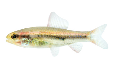 Black Morpho Tetra :: 74834