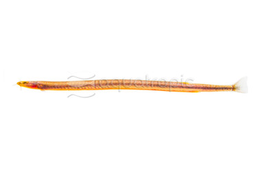 Neon Kuhli Loach :: 43032