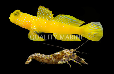 Watchman, False Yellow Spotted (S) W/ Tiger Pistol (S) :: 65541