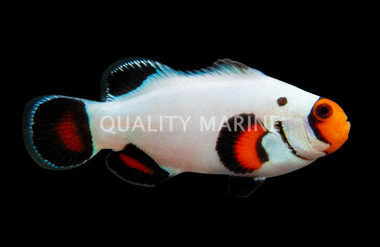 Ocellaris, Wyoming White, QM Labs :: 46316