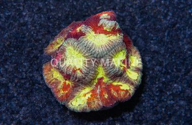 Brain, Diversity :: 35062