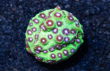 Cyphastrea, JF PPE :: 47255