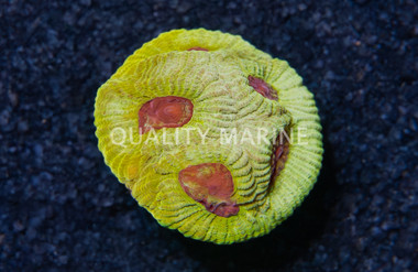 Brain, Lemon Zoinkerz :: 47349