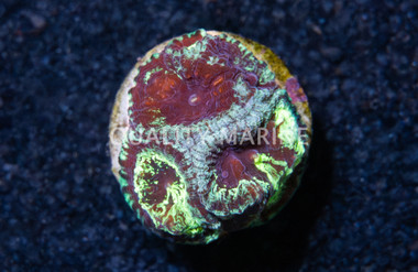 Brain, Necromancer :: 48962