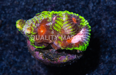 Brain, Pinko De Gallo :: 76529