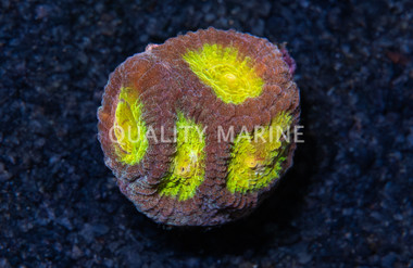 Brain, Gold Dust :: 85454