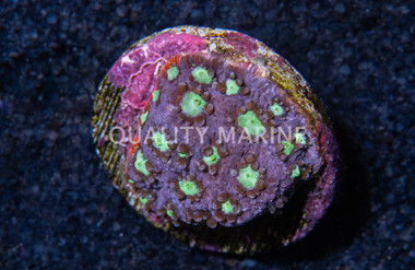 Brain, Snow Dragon :: 85943