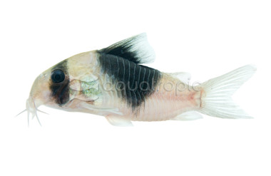 New Panda Cw051 :: 92269