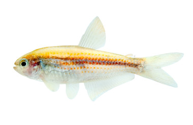 Scratched Inpa Tetra :: 85643