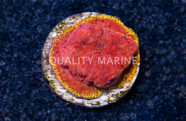 Lithophyllon, Immolation :: 25096