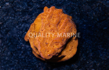 Leptoseris, BBQ Chip :: 43615