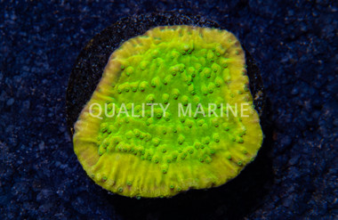 Monti, Encrusting MoneyShot :: 44084