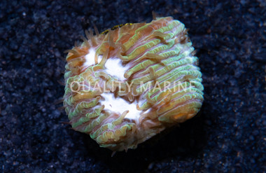 Lithophyllon, Ice Sheet :: 54332