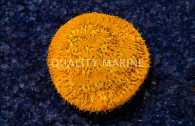 Lithophyllon, C3PO :: 75653