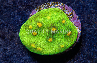 Mycedium, Space Invader :: 76302