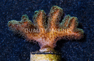 Birdnest, Enchanted Forest :: 79629