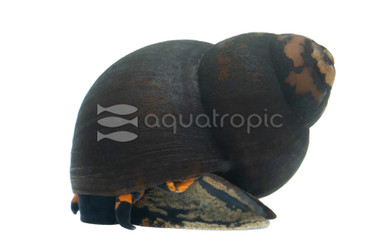 Papuan Blueberry Snail :: 30936