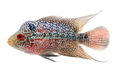 Flowerhorn Zen Zhu (Grade A) - Quality Marine