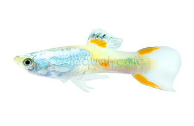 Endler's Platinum Comet Male :: 94746