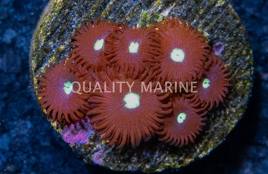 Zoa, Tictac :: 19089