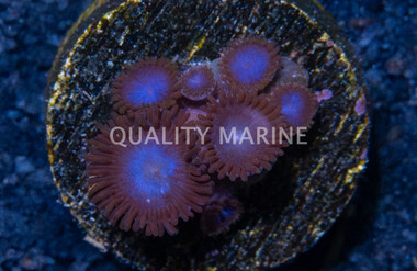 Zoa, Tubbs Blue :: 21193