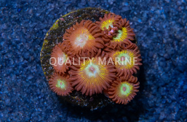 Zoa, Saltwater Taffee :: 40071