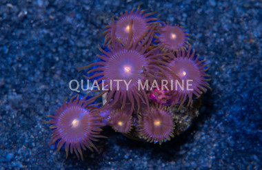 Zoa, Hairy Gorilla Nipple :: 43781