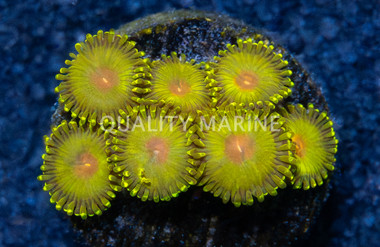 Zoa, Golden Gods :: 57198