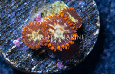 Zoa, Alpha Omega :: 60914
