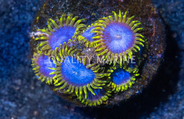 Zoa, Blue Angel :: 67759