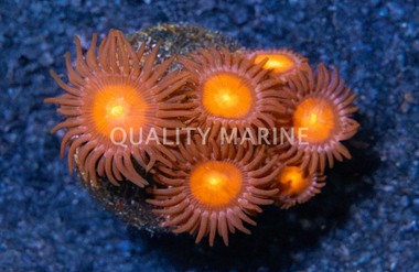 Zoa, Burning Man :: 68510