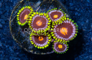 Zoa, Blowpop :: 87886
