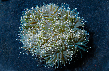 Torch, Green w/Orange Tips :: 39302