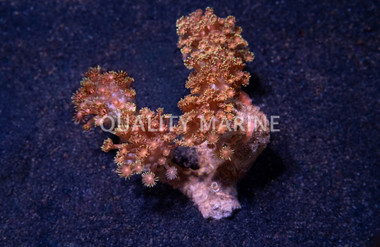 Flower Pot, Branching Green w/ Colored Center :: 87102